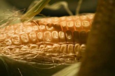 image of corn