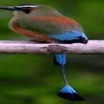 image of bird