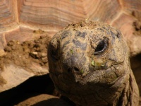 image of animal