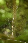 image of spider_web