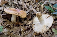 image of mushrooms