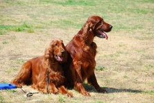 image of irish_setter