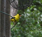 image of goldfinch