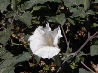 image of flower