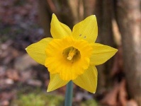 image of flower