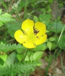 image of flower
