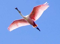 image of spoonbill
