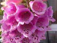 image of flower
