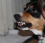 image of entlebucher