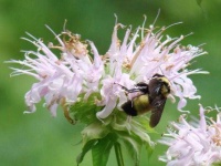 image of flower