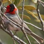 image of bird