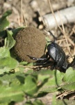 image of dung_beetle