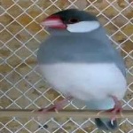 image of bird