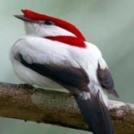image of bird