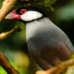 image of bird