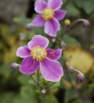 image of flower