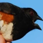 image of bird