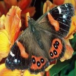 image of animal