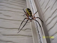 image of garden_spider