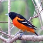 image of bird