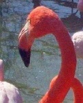 image of animal