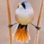 image of bird