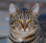 image of tiger_cat