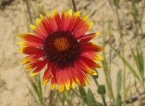 image of flower