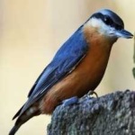 image of bird