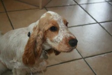 image of english_cocker_spaniel #7