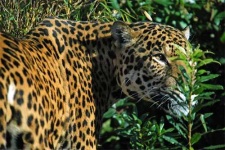 image of jaguar_car