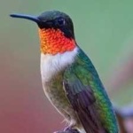 image of bird