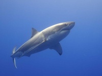 image of animal