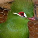 image of bird