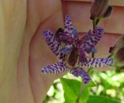 image of flower