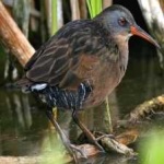 image of bird