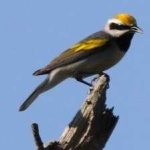 image of bird