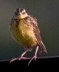 image of animal