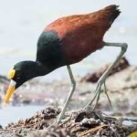 image of bird