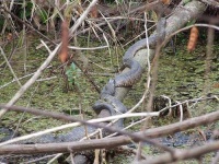 image of water_snake