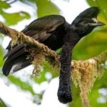 image of bird