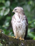 image of hawk