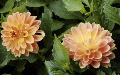 image of flower