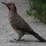 image of bird