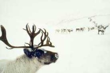 image of reindeer #47