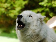 image of white_wolf