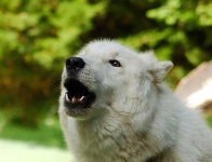 image of white_wolf #6