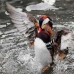 image of bird