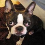 image of animal