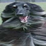 image of animal